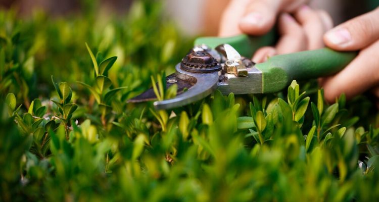 Affordable Lawn Care - Your Guide to Beautiful Lawns Without Breaking the Bank