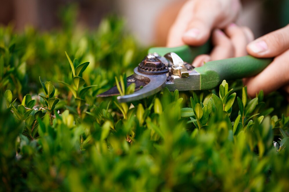 Affordable Lawn Care - Your Guide to Beautiful Lawns Without Breaking the Bank