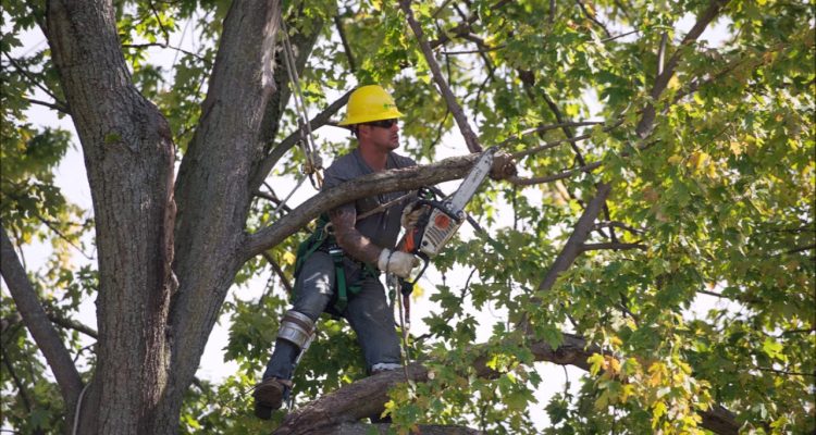 Tree Removal & Pruning