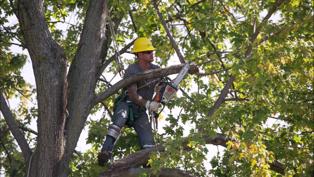 Tree Removal & Pruning