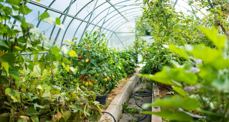 greenhouse-with-plants