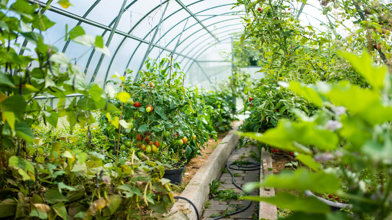 greenhouse-with-plants