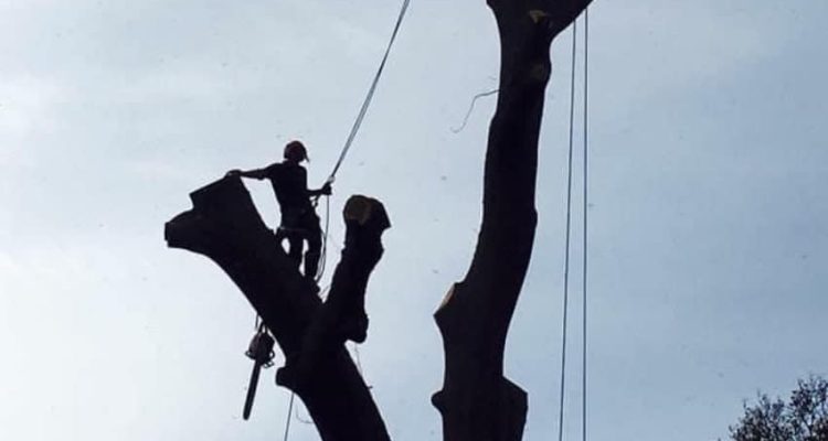 tree-surgeons