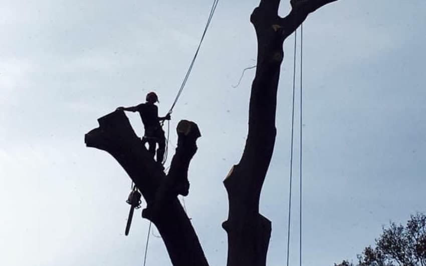 tree-surgeons