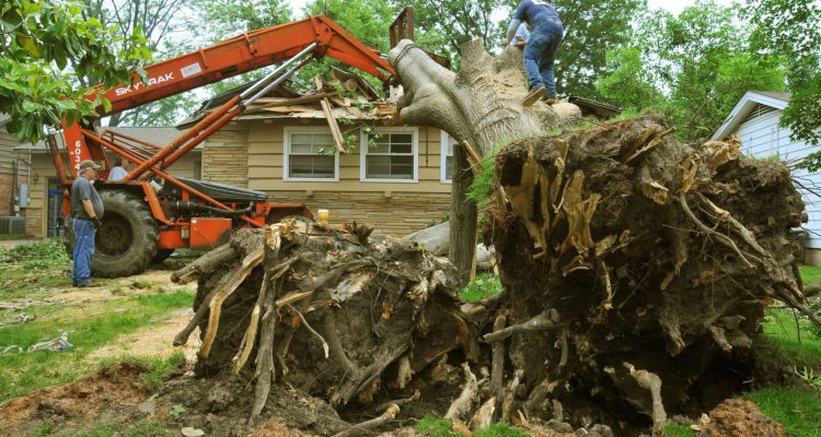 Damaged-Tree-Removal-Method-scaled