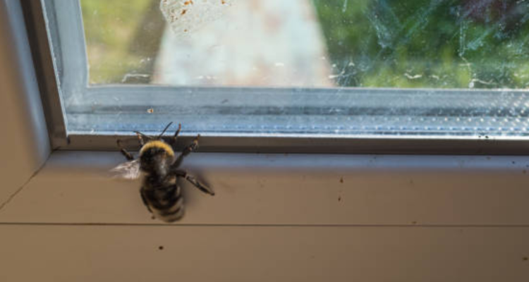 How Weather Affects Bee Behavior Near Your Home