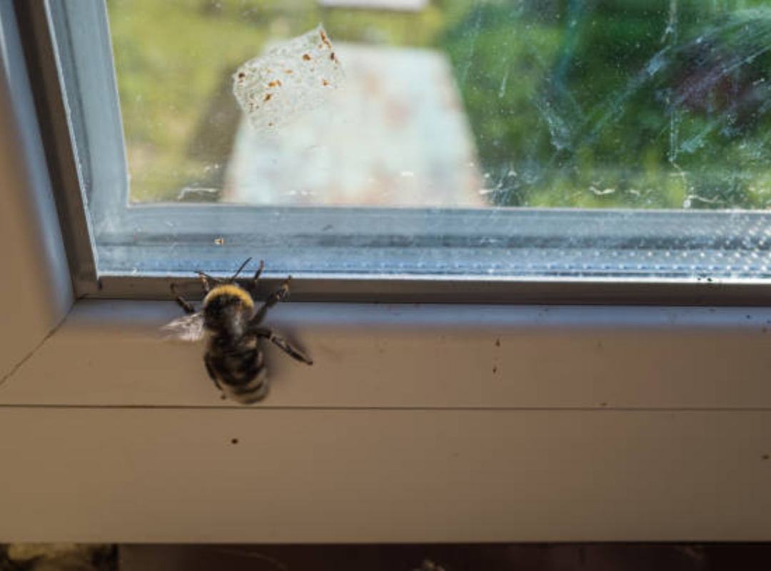 How Weather Affects Bee Behavior Near Your Home