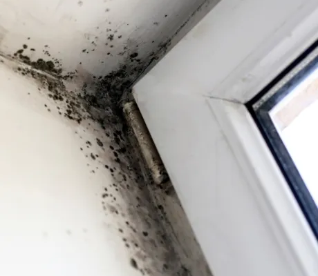 Mold Testing Service in Mar Vista