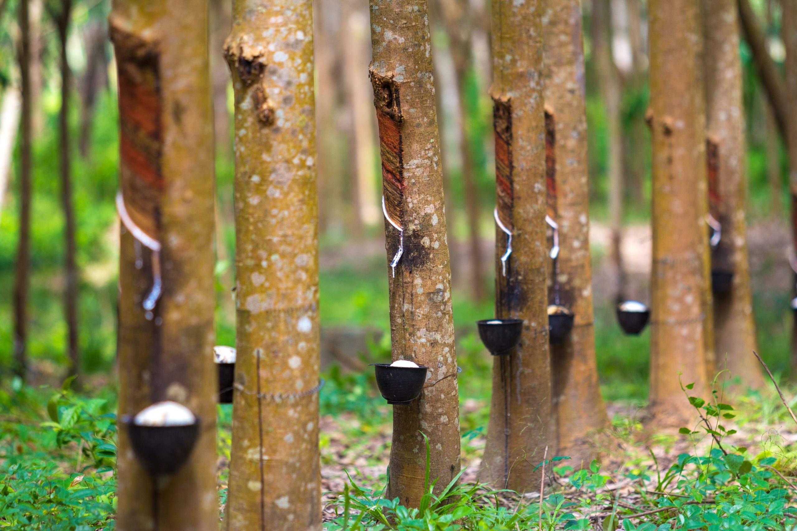 Rubber Processing