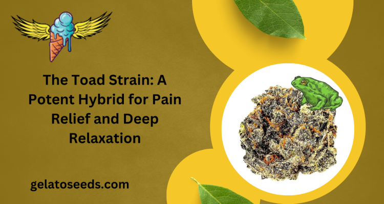 The Toad Strain A Potent Hybrid for Pain Relief and Deep Relaxation