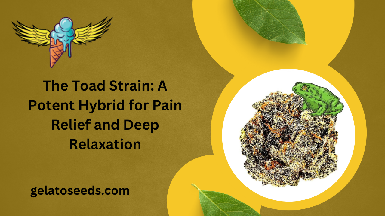 The Toad Strain A Potent Hybrid for Pain Relief and Deep Relaxation