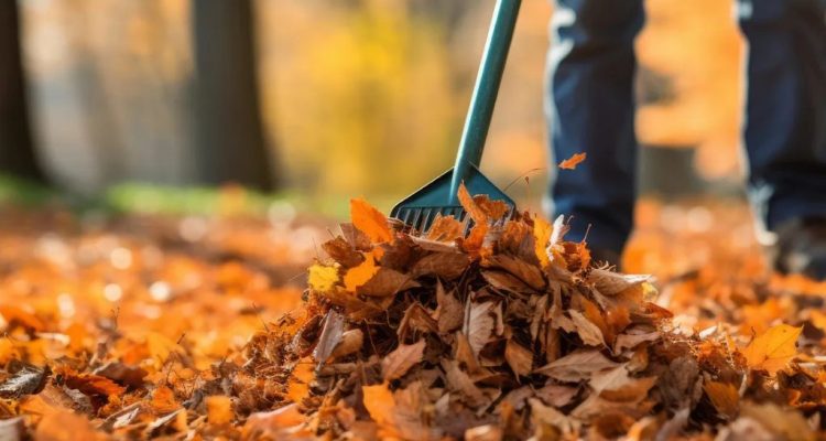 Yard Waste Removal Services