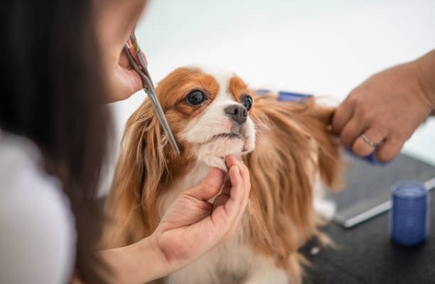 dog grooming at home