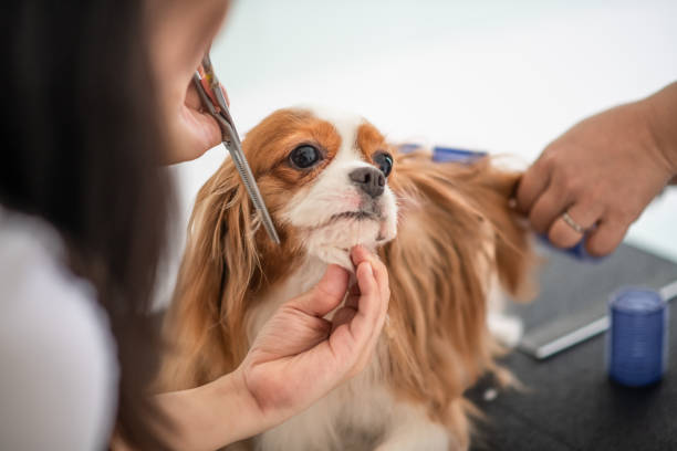 dog grooming at home