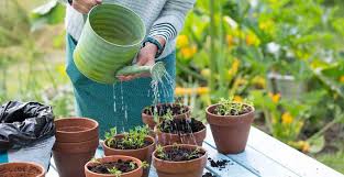 Buy Plants online in Karachi