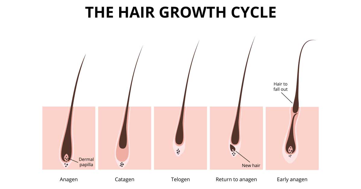 the-hair-growth-cycle-phases