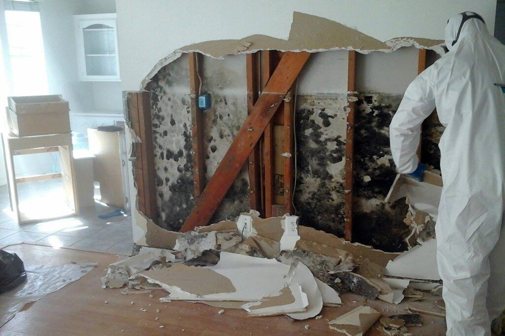 Mold-Removal-1024x682