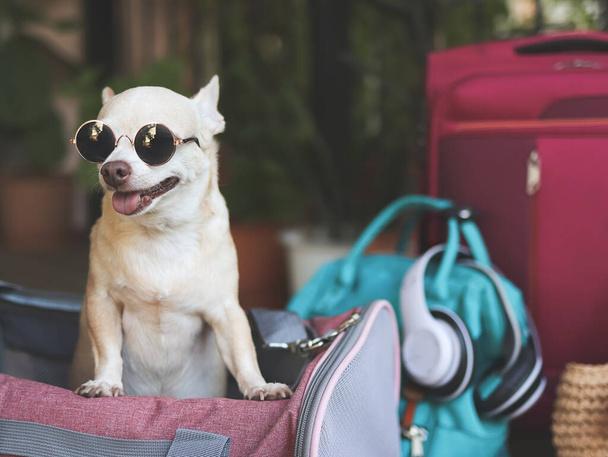 dog carrier