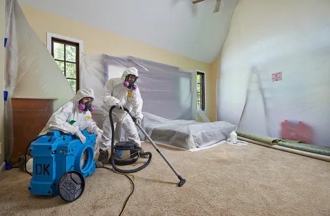 Professional Mold Removal