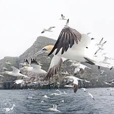 best birdwatching tours in Shetland
