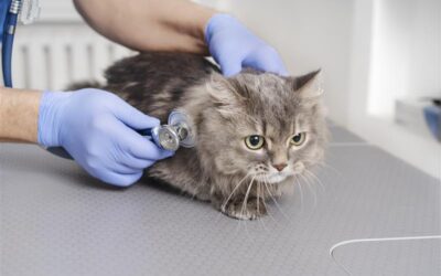 close-up-veterinary-doctor-taking-care-pet-1-400x250