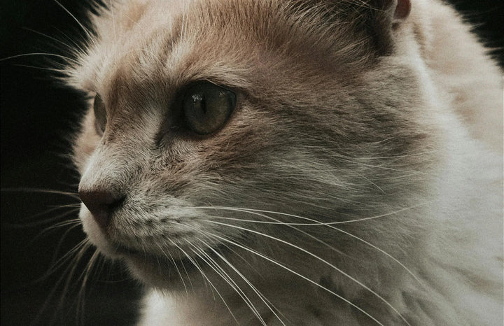 closeup-cat-face