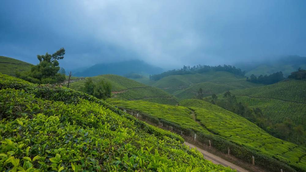 munnar tour package from cochin (1)