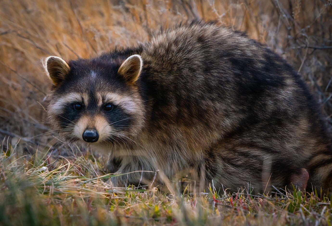 raccoon removal near me