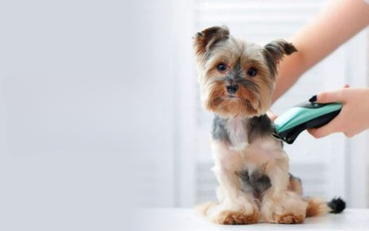 Pet Shops in Muscat
