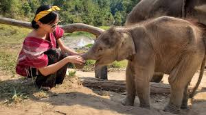 Elephant Sanctuary