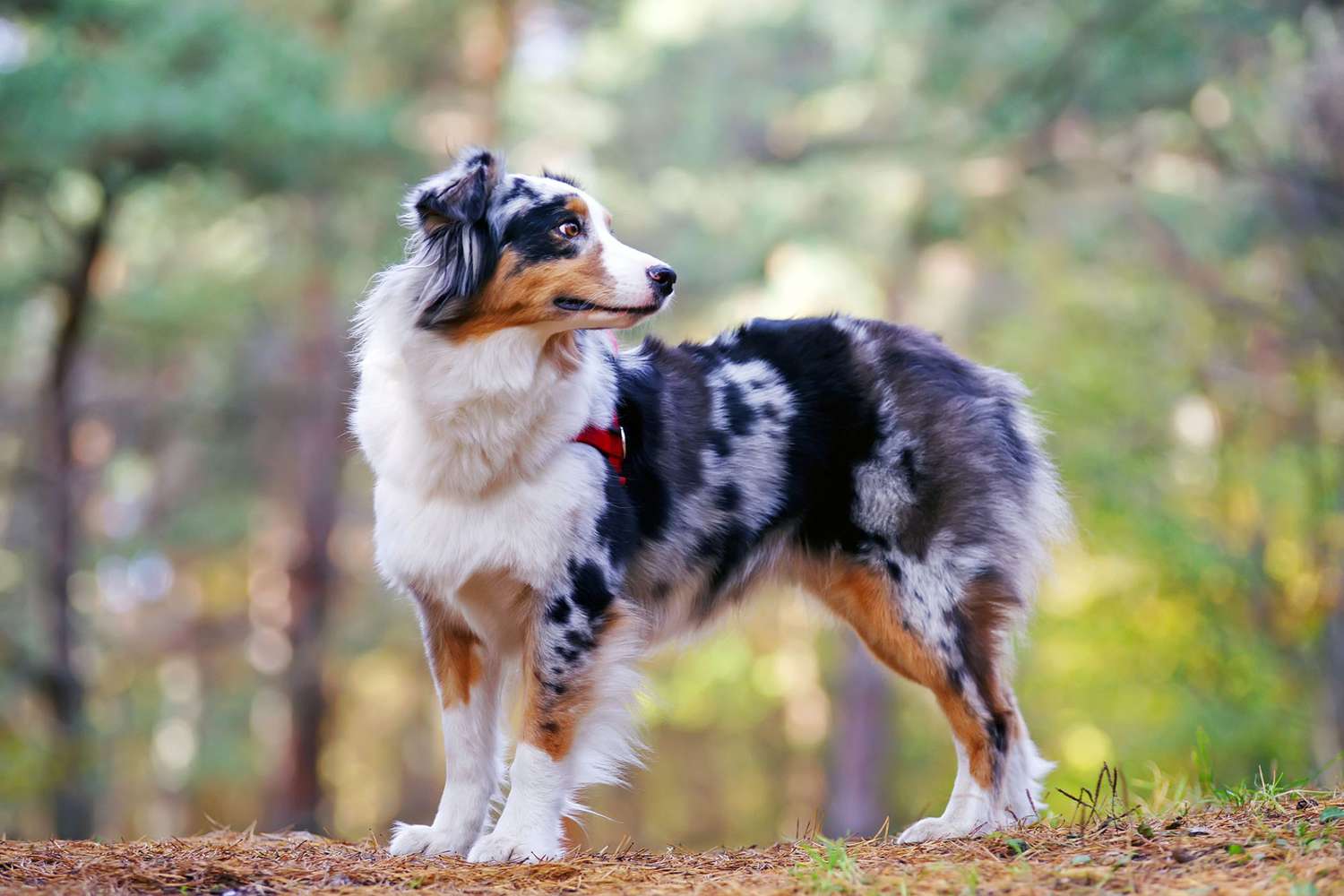 australian-shepherd-full-body-635701178-2000-9bd0c8b0c70a4f47be38bcf441278b05