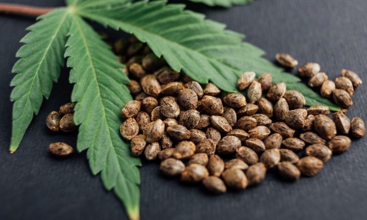 Industrial Hemp Market