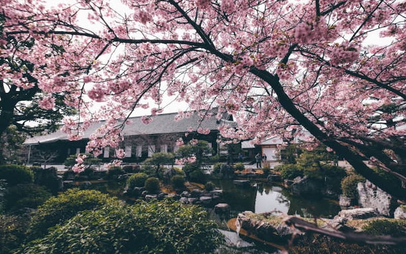 Japan’s Hidden Sakura Spots (1)