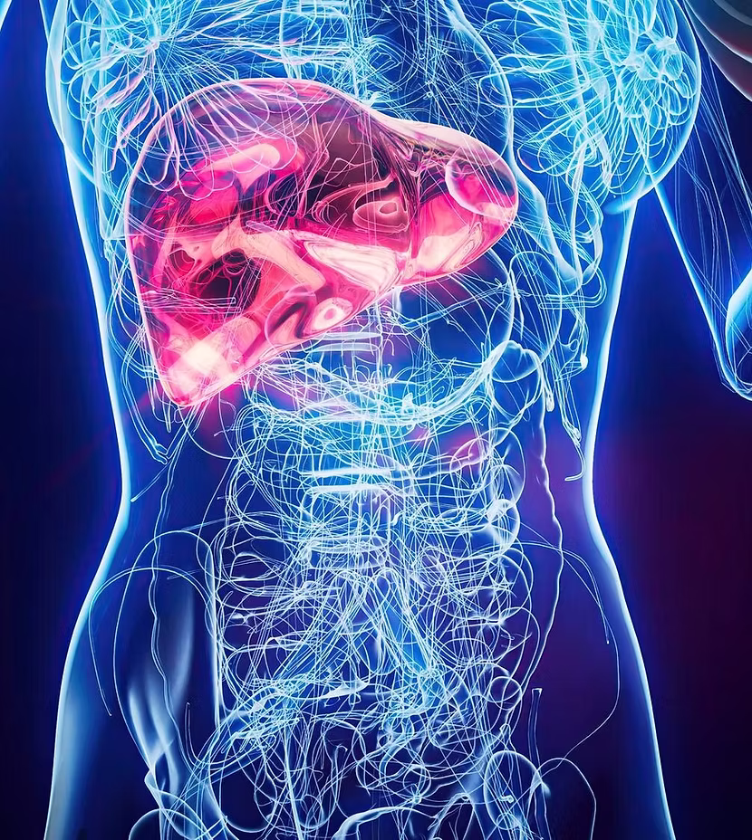 Liver