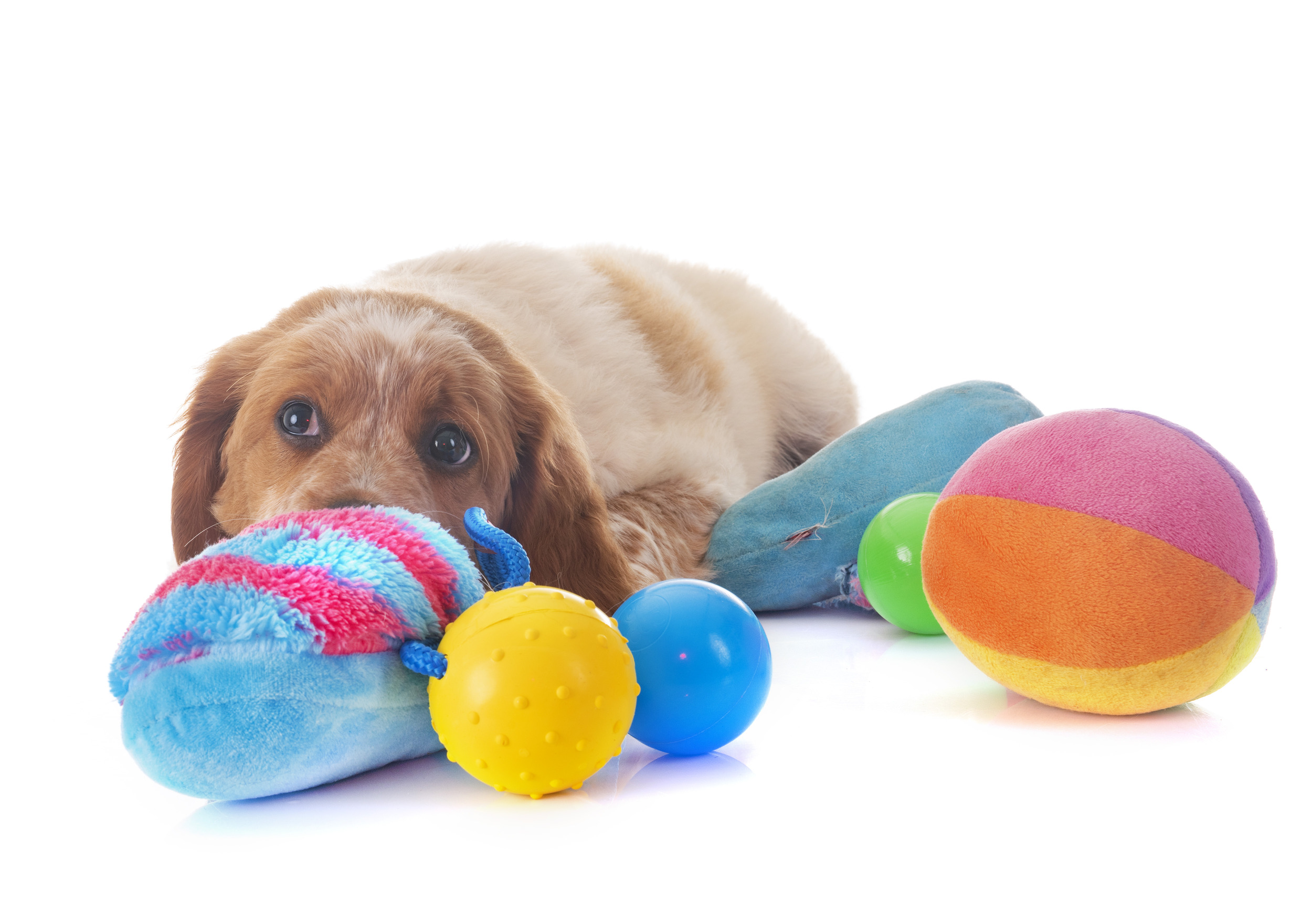 dog toys