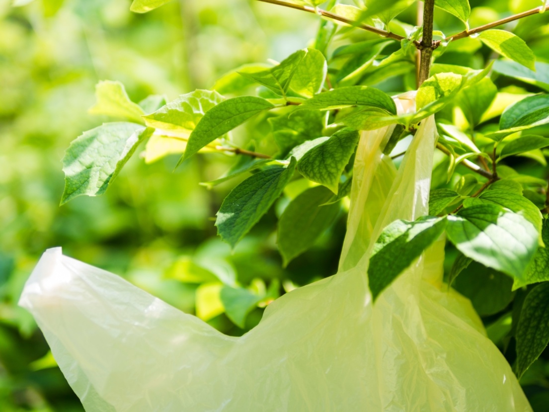 close-up-yellow-plastic-bag-hanging-tree-branch (1) (1) (1) (1) (1)