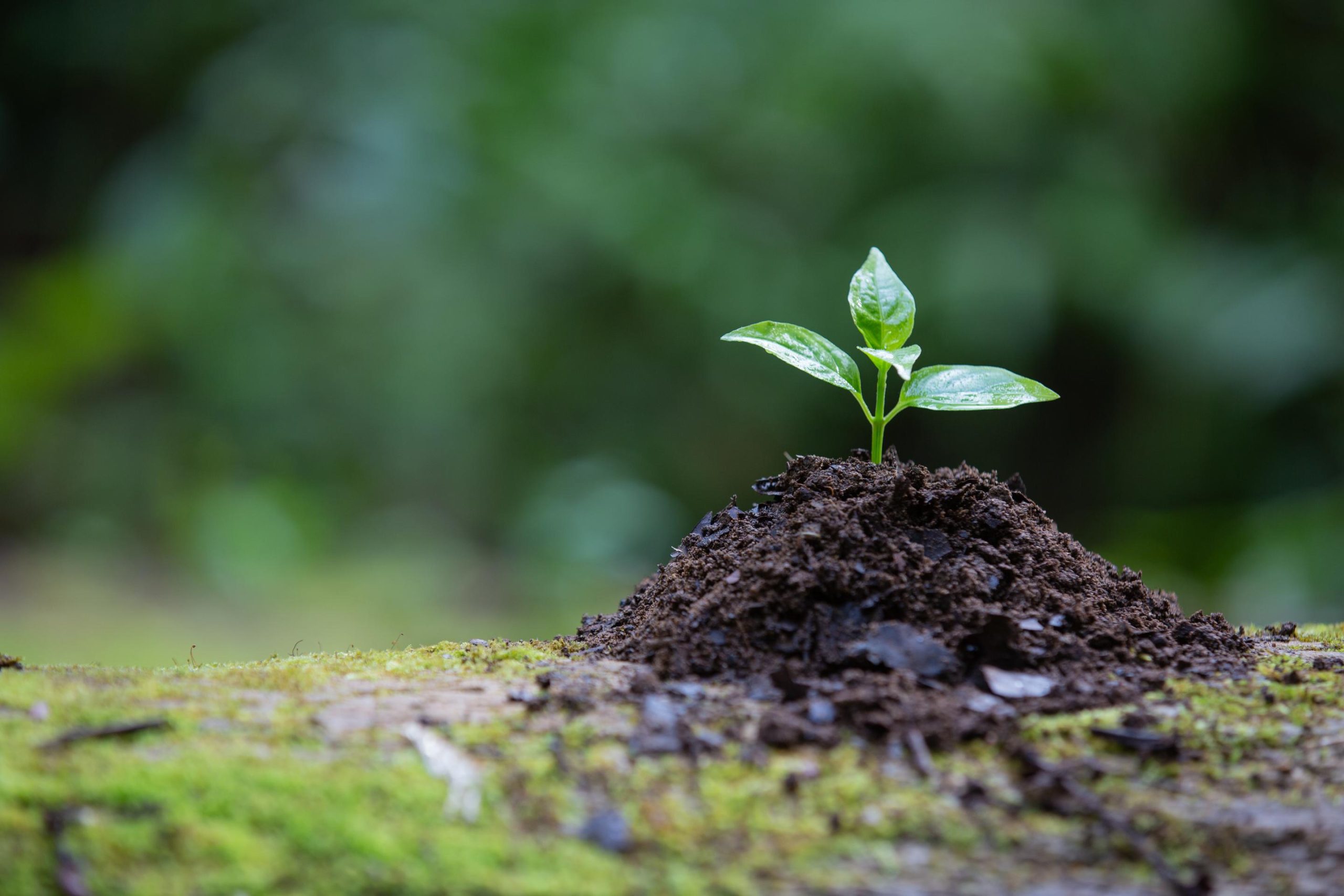 plant-growing-ground