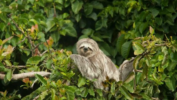 Ecoterra Costa Rica - Tours & Transfers