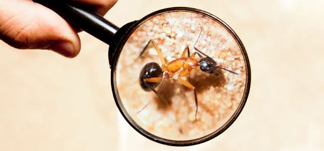 bugfreepestcontrol 2