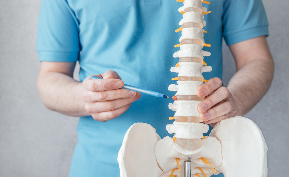 chiropractor spine model