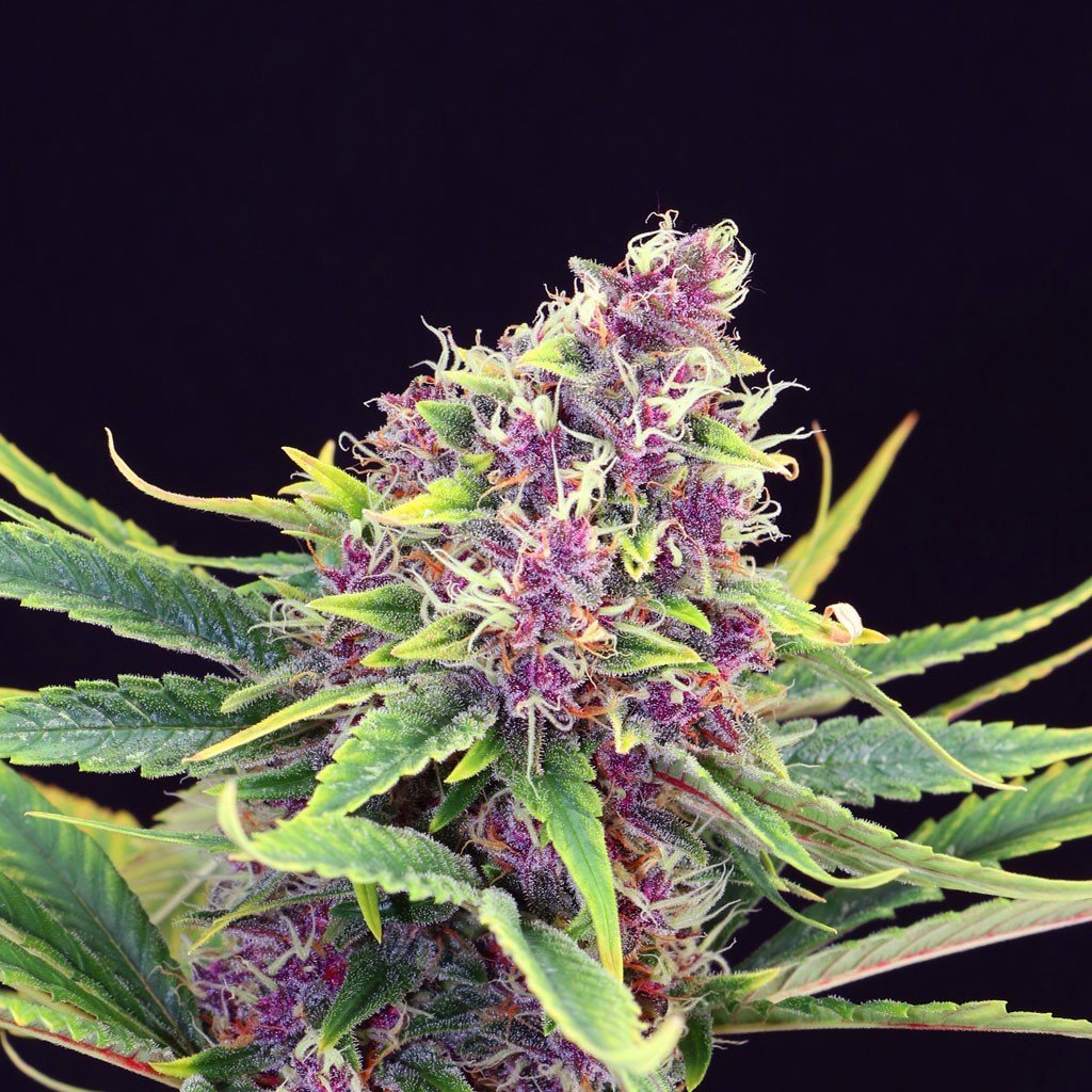 purple-kush
