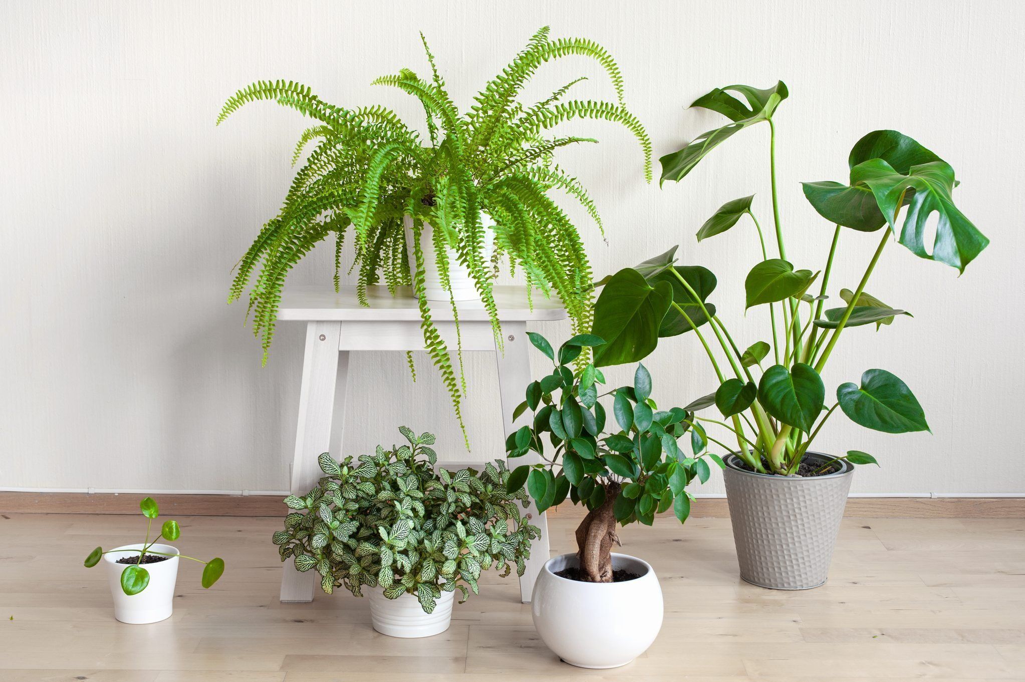 plantr