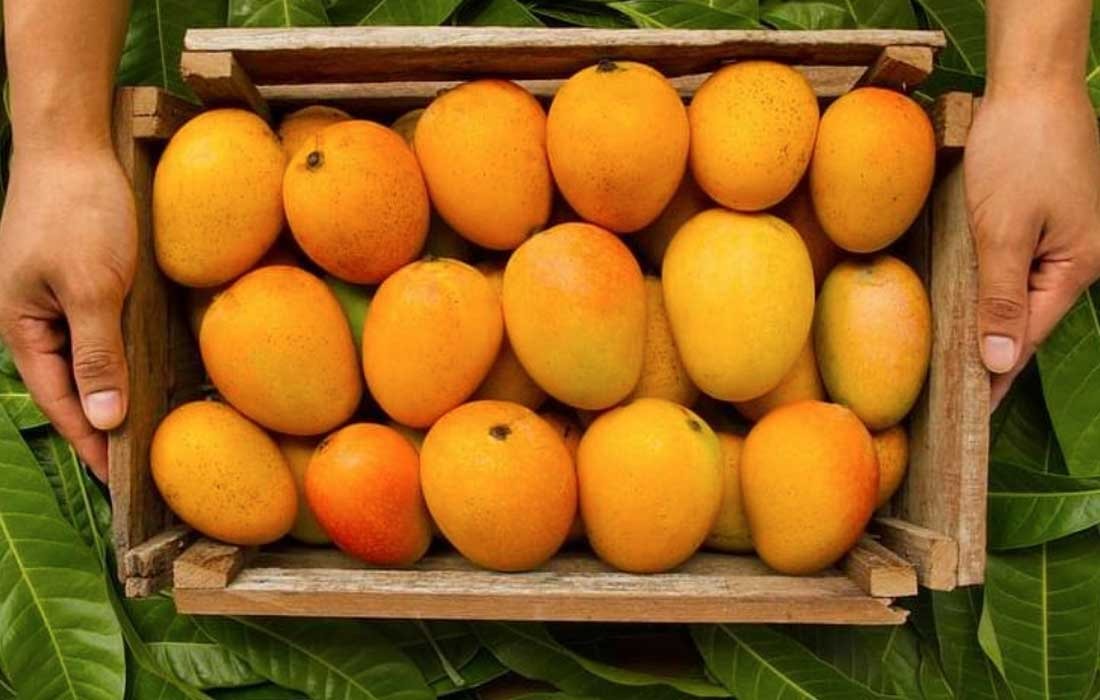 Mango Export from India