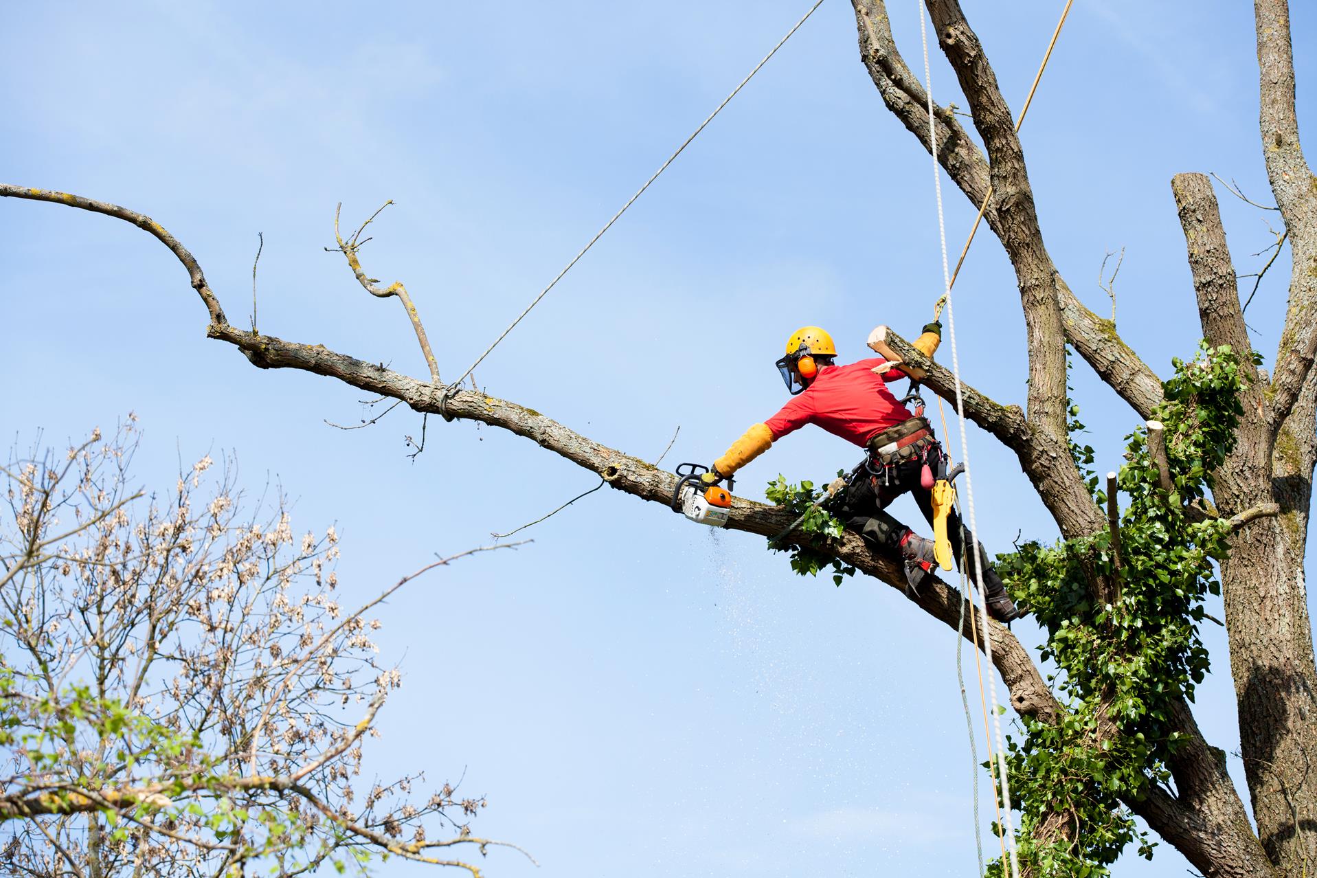 Tree Trimming Service Bronx