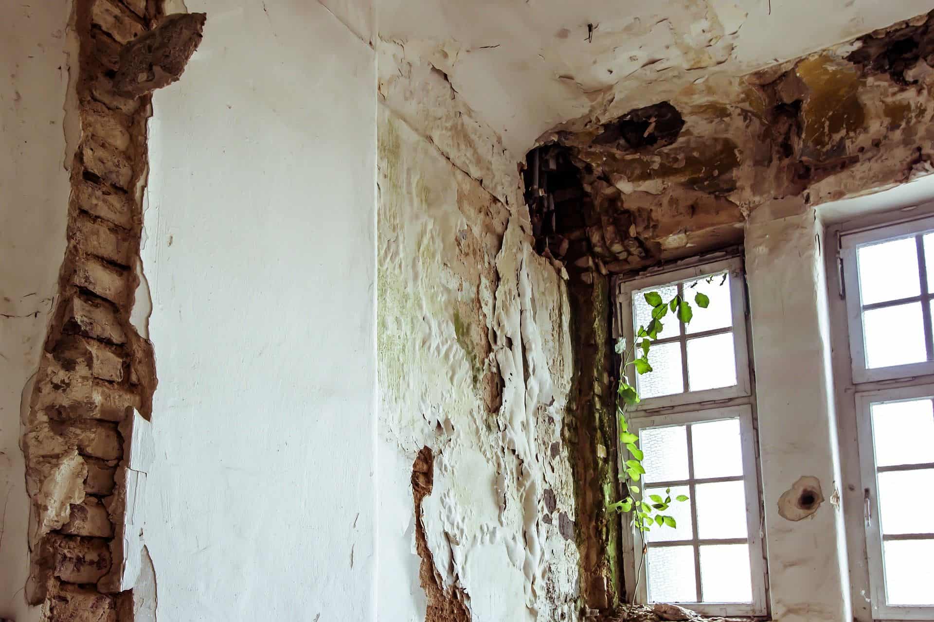 mold