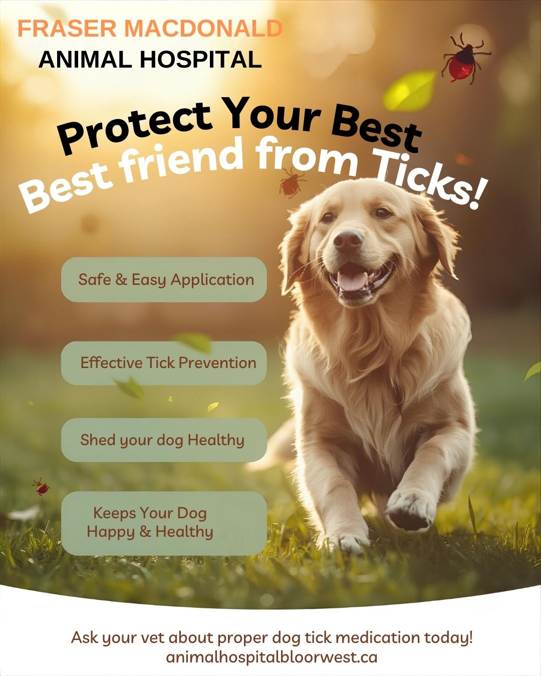 Dog Tick Medication