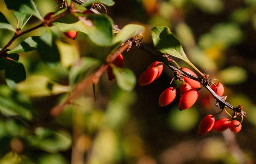 berberis-extract-for-cholesterol-management