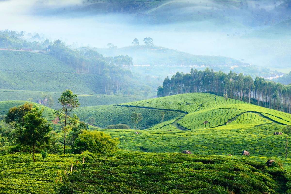 munnar tour package from cochin (1)
